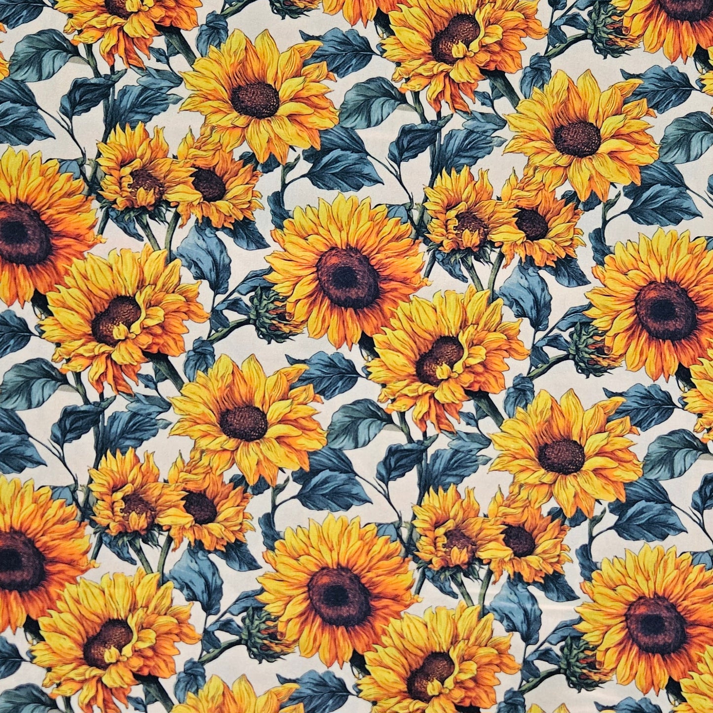 Sunflowers on White