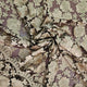 Double Scalloped Edged Lace - Gold Floral