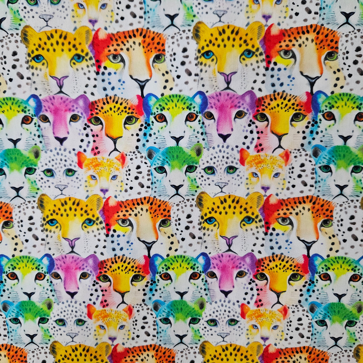 Rainbow Leopards 7770