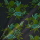 COTTON SATEEN - Navy Native Floral