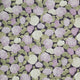 Dawn Melody - Small Hydrangeas on Purple