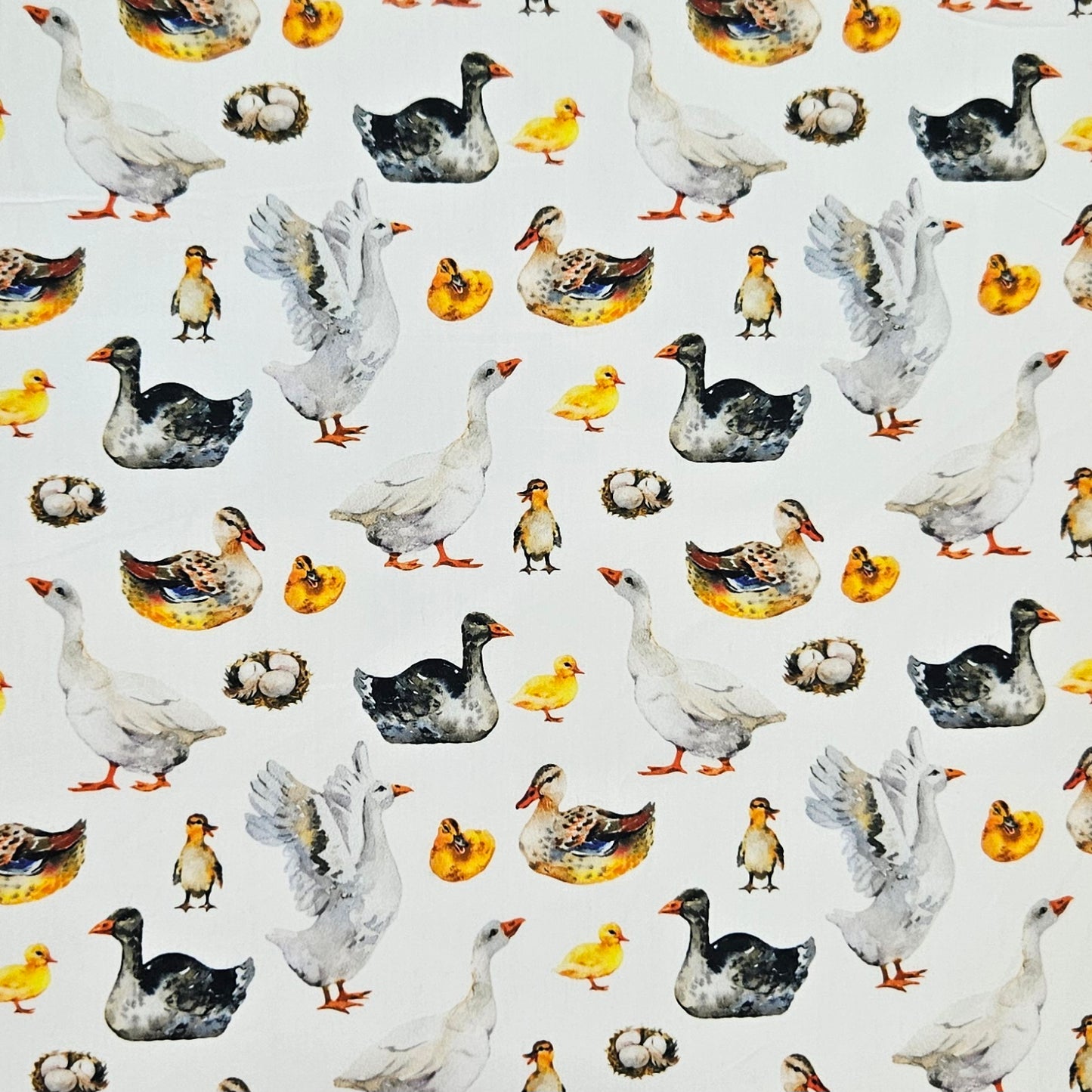 Barnyard - Ducks